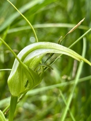 Pterostylis falcata