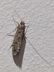 Hofmannophila pseudospretella