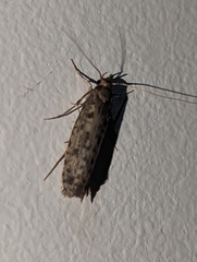 Hofmannophila pseudospretella