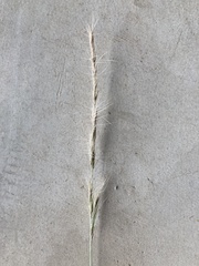 Aristida congesta congesta