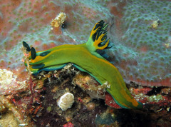 Tambja olivaria