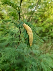Elisolimax