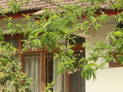 Aegithalos concinnus concinnus