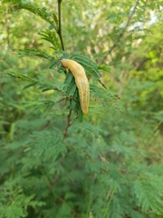 Elisolimax