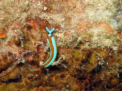 Thuridilla lineolata