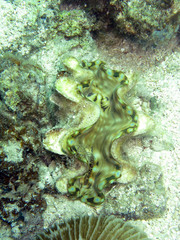 Tridacna gigas