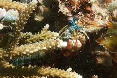 Odontodactylus scyllarus