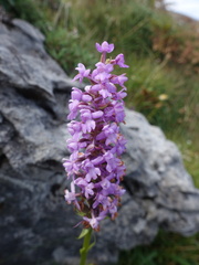 Gymnadenia