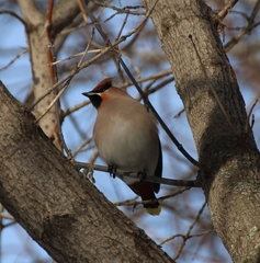 Bombycilla garrulus