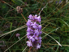 Gymnadenia