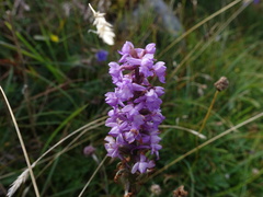 Gymnadenia