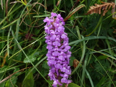 Gymnadenia