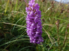 Gymnadenia