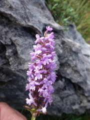 Gymnadenia