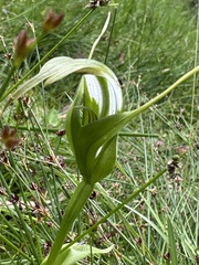 Pterostylis falcata