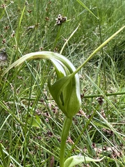 Pterostylis falcata