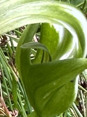 Pterostylis falcata