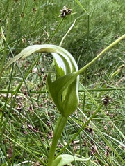 Pterostylis falcata