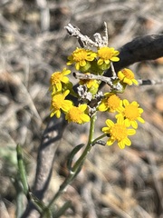 Senecio burchellii