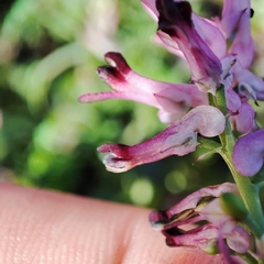 Fumaria officinalis officinalis