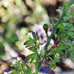 Fumaria officinalis officinalis