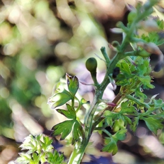 Fumaria officinalis officinalis