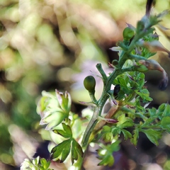 Fumaria officinalis officinalis