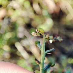 Fumaria officinalis officinalis