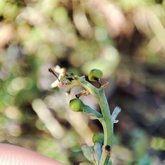 Fumaria officinalis officinalis