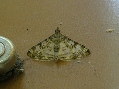 Dysallacta negatalis