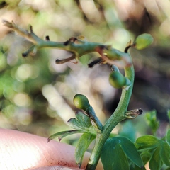 Fumaria officinalis officinalis