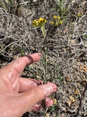 Senecio burchellii