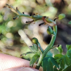Fumaria officinalis officinalis