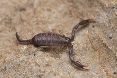 Euscorpius flavicaudis