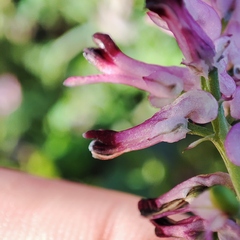 Fumaria officinalis officinalis