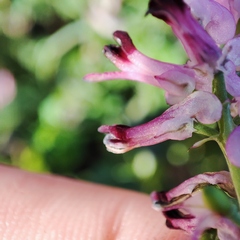 Fumaria officinalis officinalis