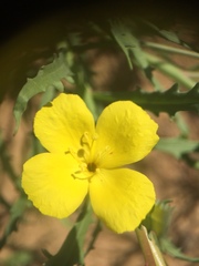 Eulobus californicus