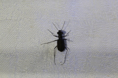 Myriochila semicincta