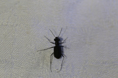 Myriochila semicincta