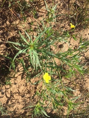 Eulobus californicus