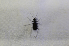 Myriochila semicincta