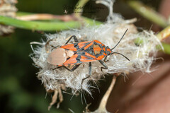 Spilostethus pandurus