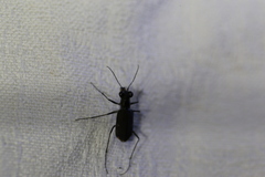 Myriochila semicincta