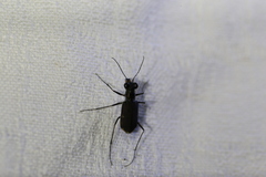 Myriochila semicincta