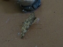 Dysallacta negatalis