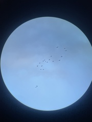 Egretta novaehollandiae