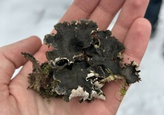Peltigera neckeri