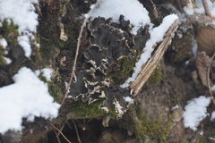 Peltigera neckeri