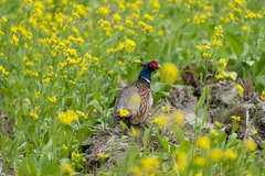 Phasianus colchicus formosanus