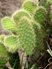 Opuntia lutea